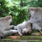 Macaques at Monkey Forrest, Ubud 