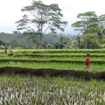 Rice fields around Ubud