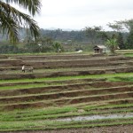 Jatiluwih Unesco protected rice fields