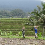 Jatiluwih Unesco protected rice fields