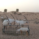 Oryx in Dubai desert conservation reserve